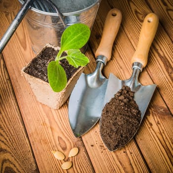 Seedlings zucchini and garden tools on a wooden surface