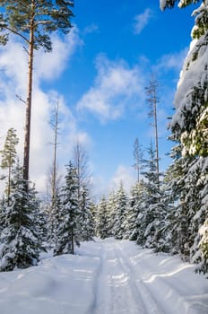 The road through the beautiful coniferous snowy forest