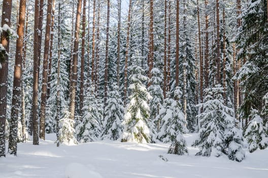 Firs and pines in the forest after snowfall