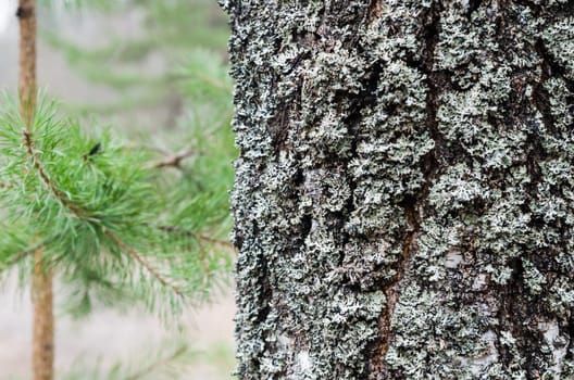 The trunk of an old moss-covered pine tree, a natural background