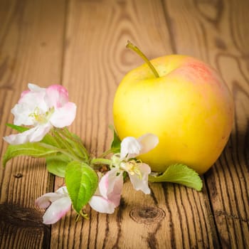 Ripe apple and blossoming branch of an apple-tree on a wooden surface, close-up