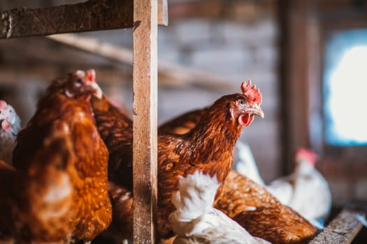 chickens in the coop selective focus with blured background