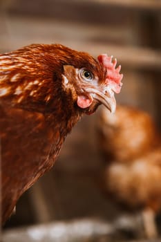 chickens in the coop selective focus with blured background