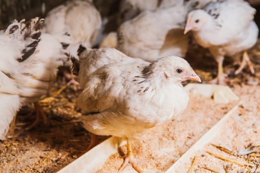 Eating hens near coop selective focus with blured background