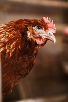 chickens in the coop selective focus with blured background