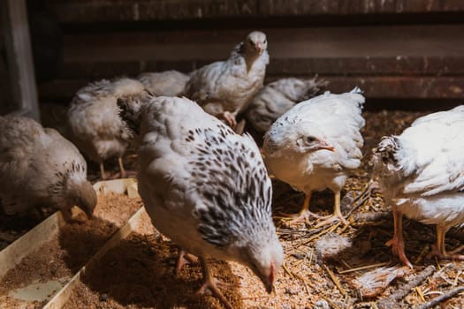 Eating hens near coop selective focus with blured background