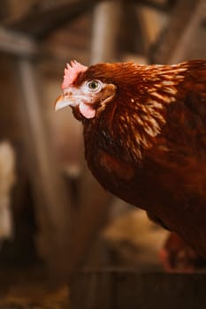 chickens in the coop selective focus with blured background