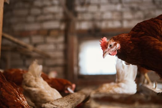 chickens in the coop selective focus with blured background