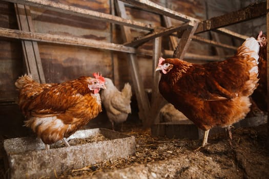 chickens in the coop selective focus with blured background