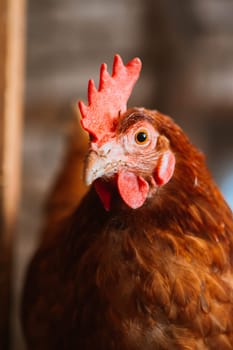 chickens in the coop selective focus with blured background