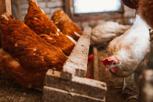 chickens in the coop selective focus with blured background