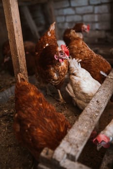 chickens in the coop selective focus with blured background