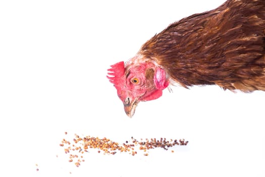 Chicken eating