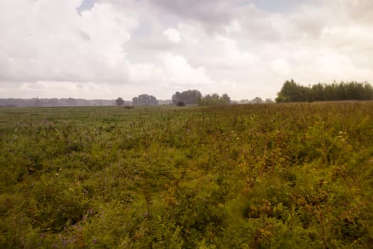 Summer landscape in the country on a foggy day
