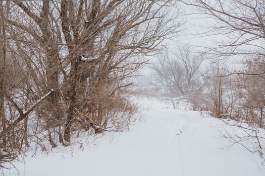 Winter landscape. Pine branch tree under snow