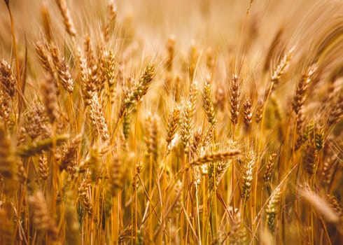 Yellow grain ready for harvest growing in a farm field