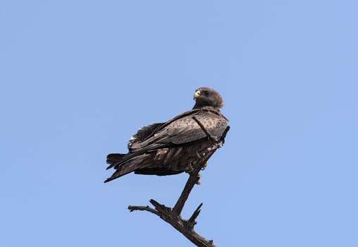A Tawny Eagle on a branch in the Chobe National Park, Botswana