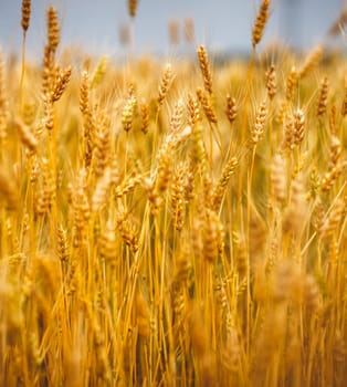 Yellow grain ready for harvest growing in a farm field