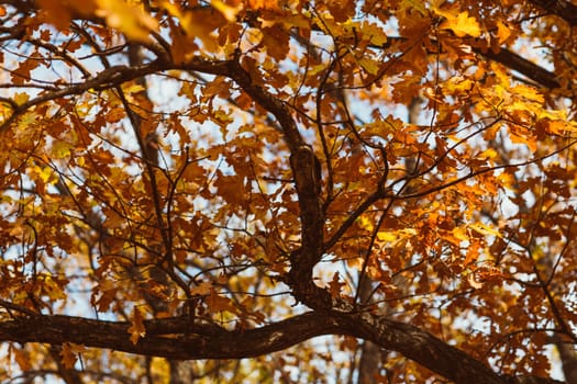 Bright colorful leaves on the branches in the autumn forest.