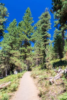 Hiking Trail in Central Oregon leading to Black Butte near Bend