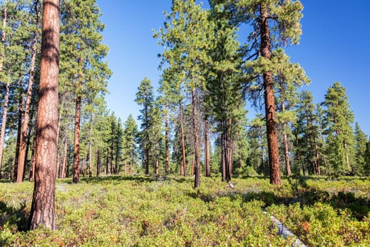 Pine tree forest near Bend, Oregon