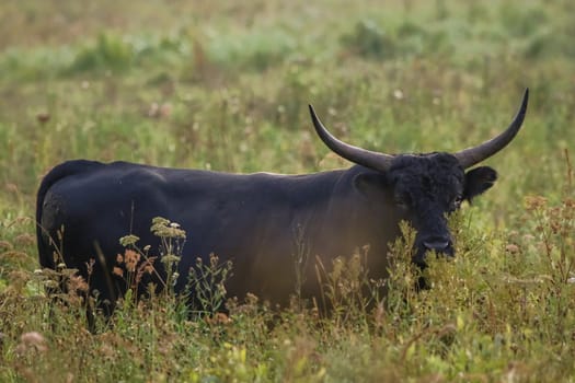 Bull grazing in a meadow in the mist. Ox in a foggy meadow in autumn. Bull and foggy morning in Kemeri National Park, Latvia. Bull grazing in the meadow on misty summer morning.