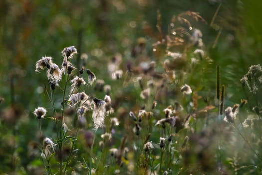 Wild flowers. Deflorate flowers. Rural flowers on a green grass. Meadow with rural flowers. Wild flowers. Nature flower. Weed on field. Deflorate weeds on wild meadow.
