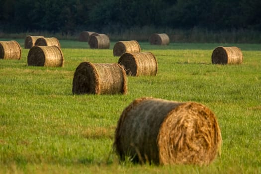 Hay bales on the field after harvest in morning. Freshly rolled hay bales on field in Latvia.