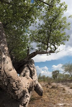 Old broken baobab tree between Tsumkwe and Khaudum National Park in northern Namibia