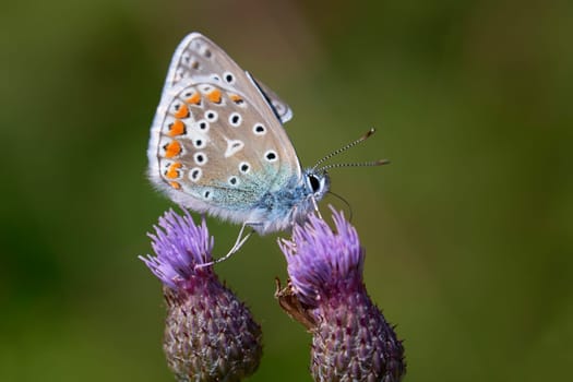 Common Blue collect the nectar - between two thistle flowers - macro shot