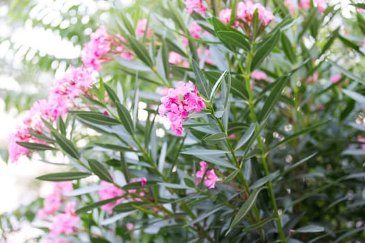 Flower Garden