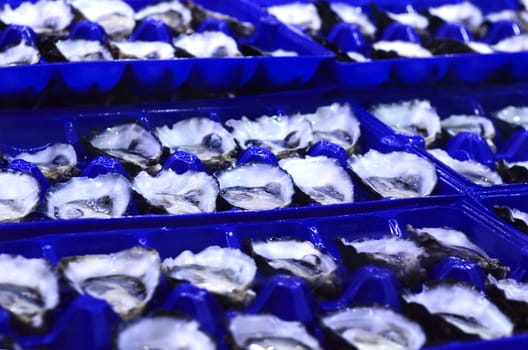 Pacific Oysters Large in trays at fish market in Sydney, New South Wales, Australia
