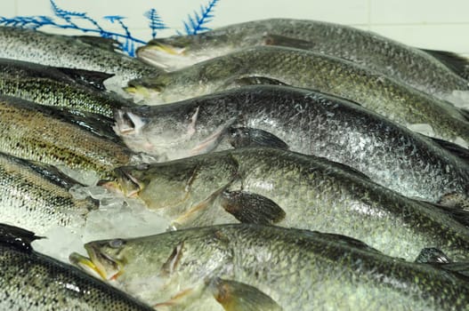 Large Whole Barramundi fish at fish market in Sydney, New South Wales, Australia