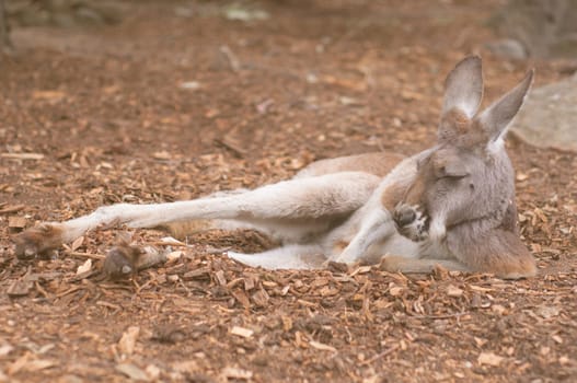 Kangaroo,Australia's largest kangaroo, lying on the ground in  Zoo, Australia.