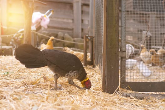 chicken in zoological garden