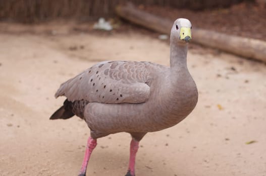 Cape Barren goose in the  Zoo,Australia.