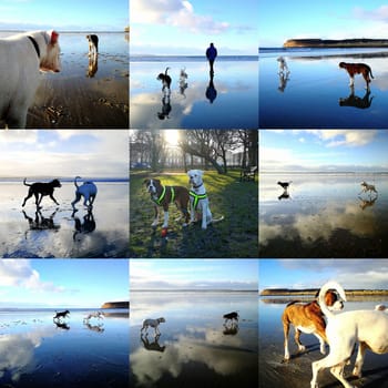 A montage of images of two boxer dogs playing together, they are enjoying their early morning walk with their owner on the beach.