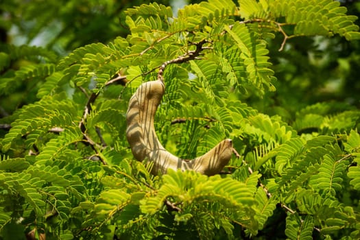 Tamarind On Tree, close up of tropical fruit with leaves
