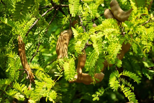 Tamarind On Tree, close up of tropical fruit with leaves
