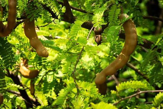 Tamarind On Tree, close up of tropical fruit with leaves