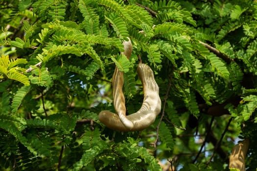 Tamarind On Tree, close up of tropical fruit with leaves