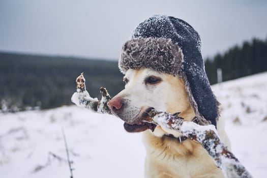 Funny portrait of dog in winter landscape. Labrador retriever with cap on his head.