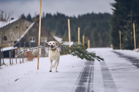 Dog running with "christmas tree"". Labrador retriever holding branch of pine against rural landscape in winter."