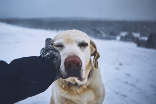 Friendship between pet owner and his dog. Hand in knitted glove stroking labrador retriver in winter landscape.
