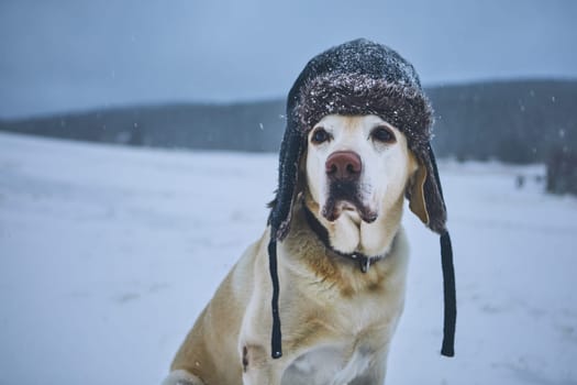 Funny portrait of dog in frosty wintry landscape. Labrador retriever with cap on his head.