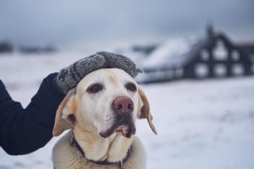 Friendship between pet owner and his old dog. Hand stroking labrador retriver in winter landscape.