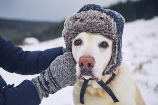 Funny portrait of dog in winter landscape. Labrador retriever with cap on his head.