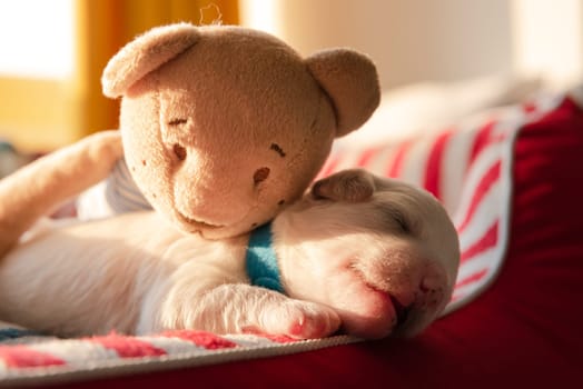 Puppy Sleeping on Dog Beg Teddy Bear Morning