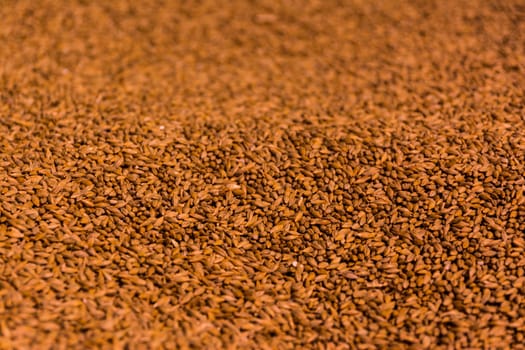Barely Grain Pile Texture Close Up Food