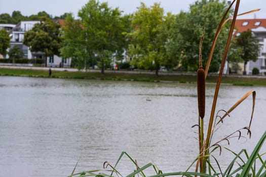 Brown Cat Tail Plant Grass Lake Shore